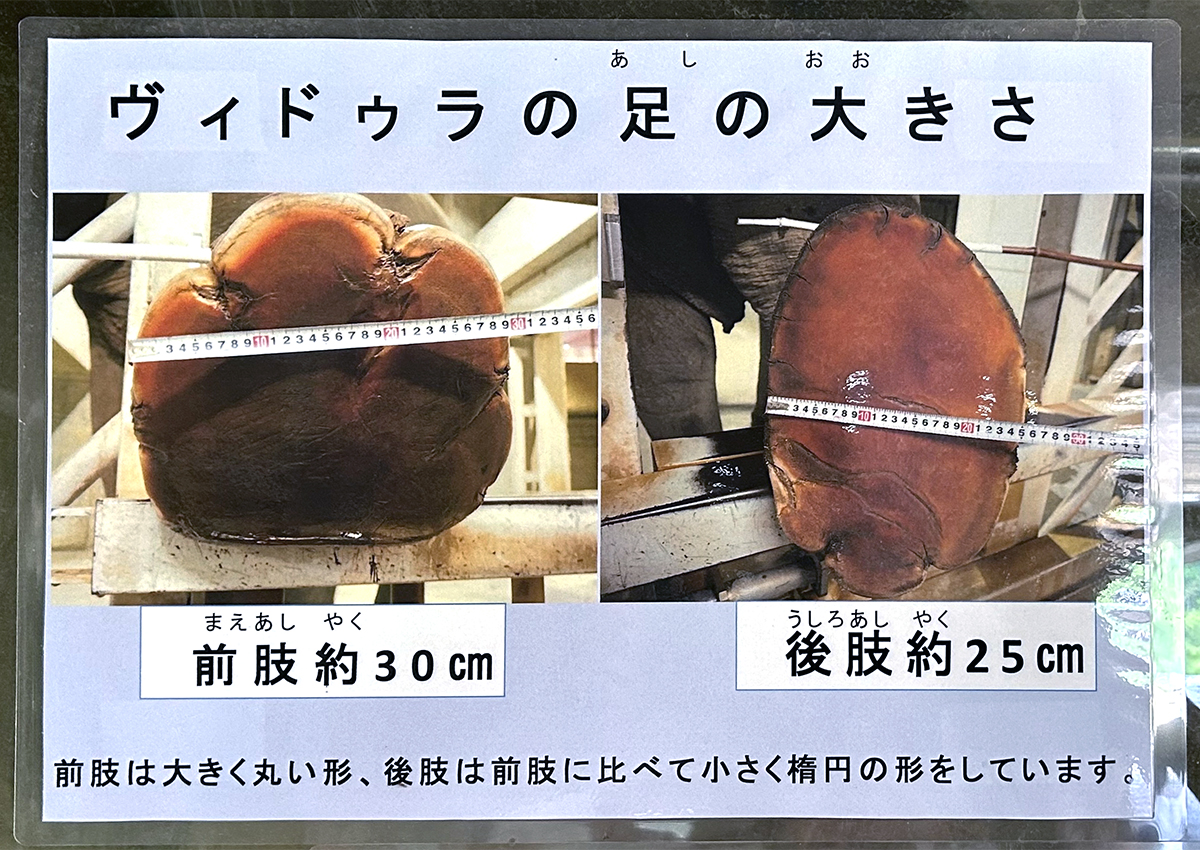ゾウの足裏についての掲示物
