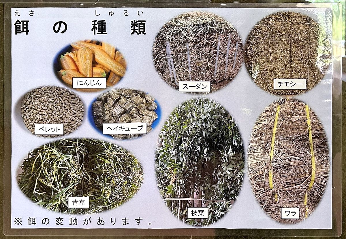 ゾウが食べているえさの掲示物