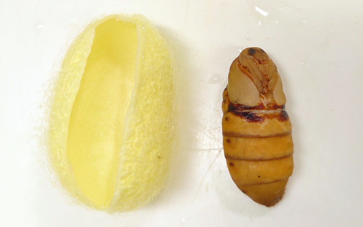 カイコ繭（黄色）の中の蛹