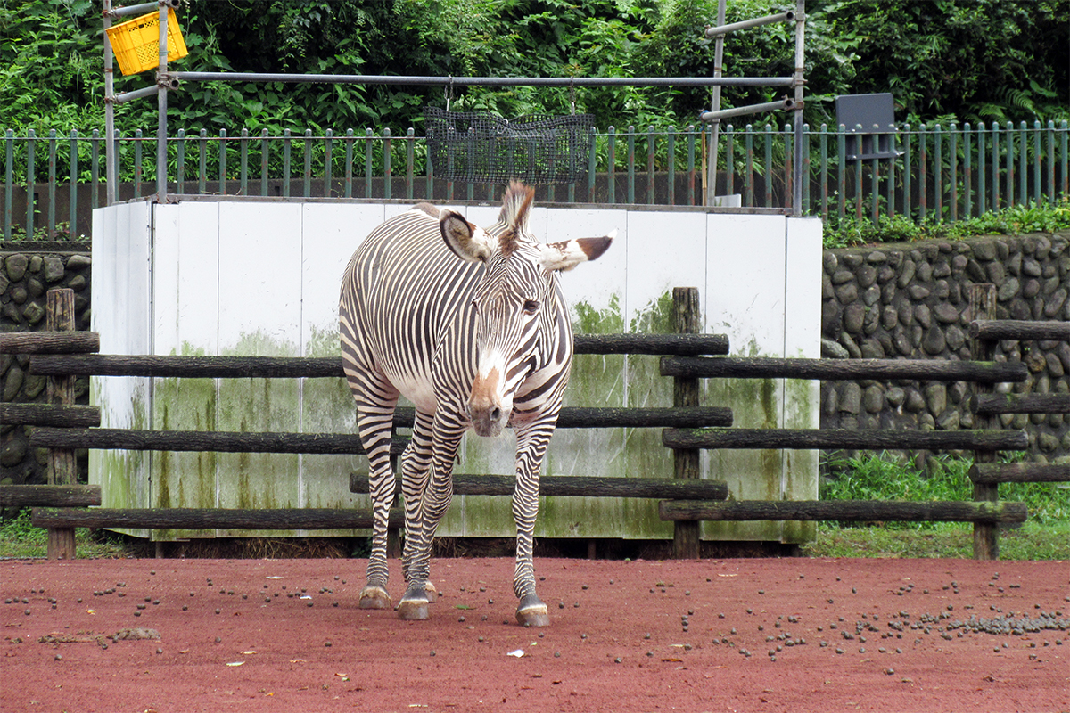 放飼場でななとの出舎を待つミンディー