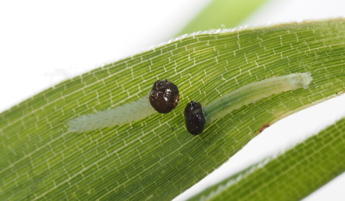 孵化したばかりの幼虫
