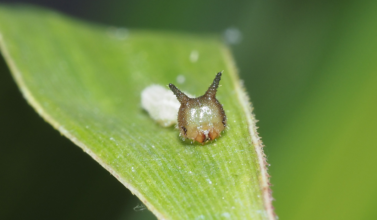 頭部の突起が見えるようになった幼虫
