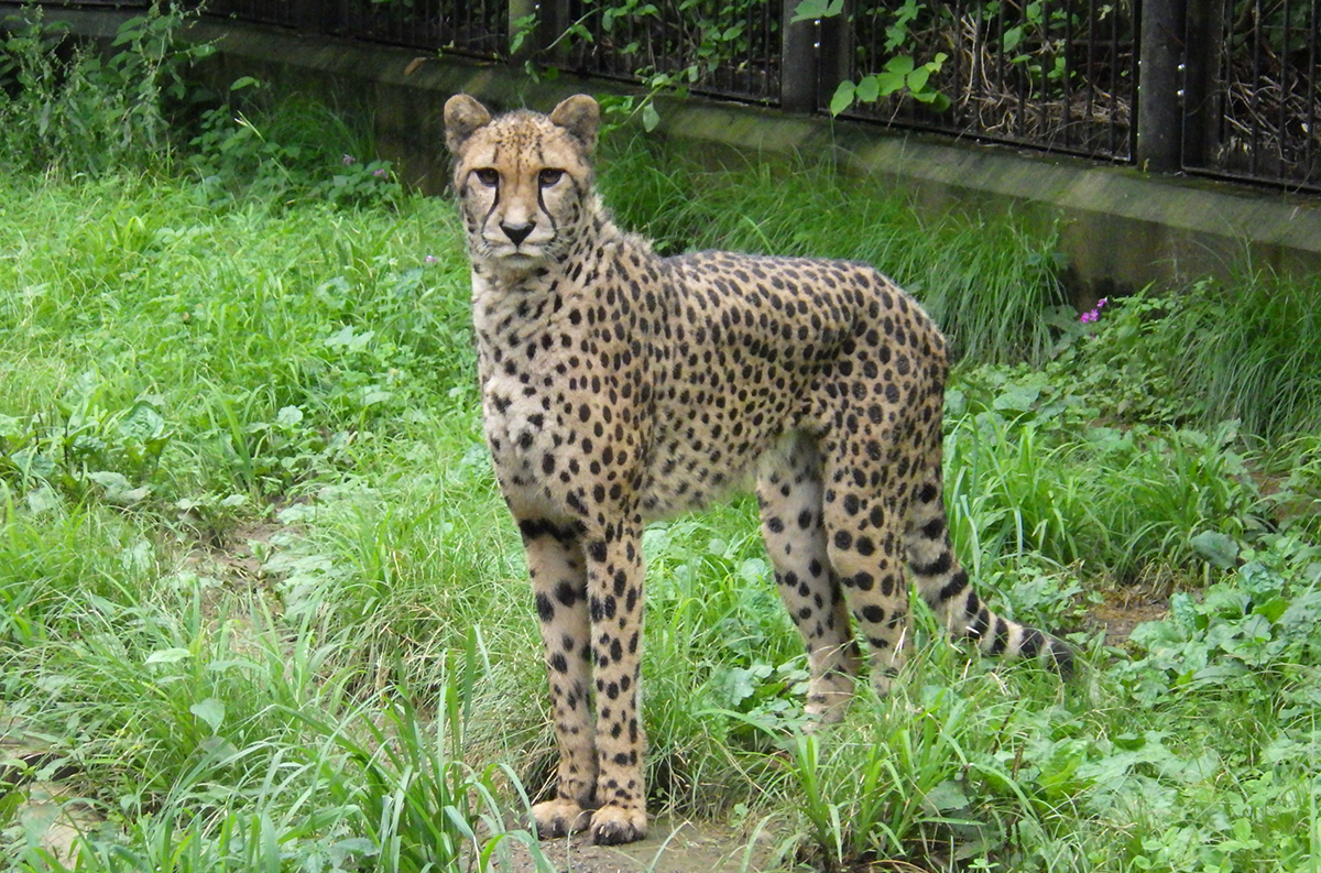 ズラヤの娘のカロリーナ