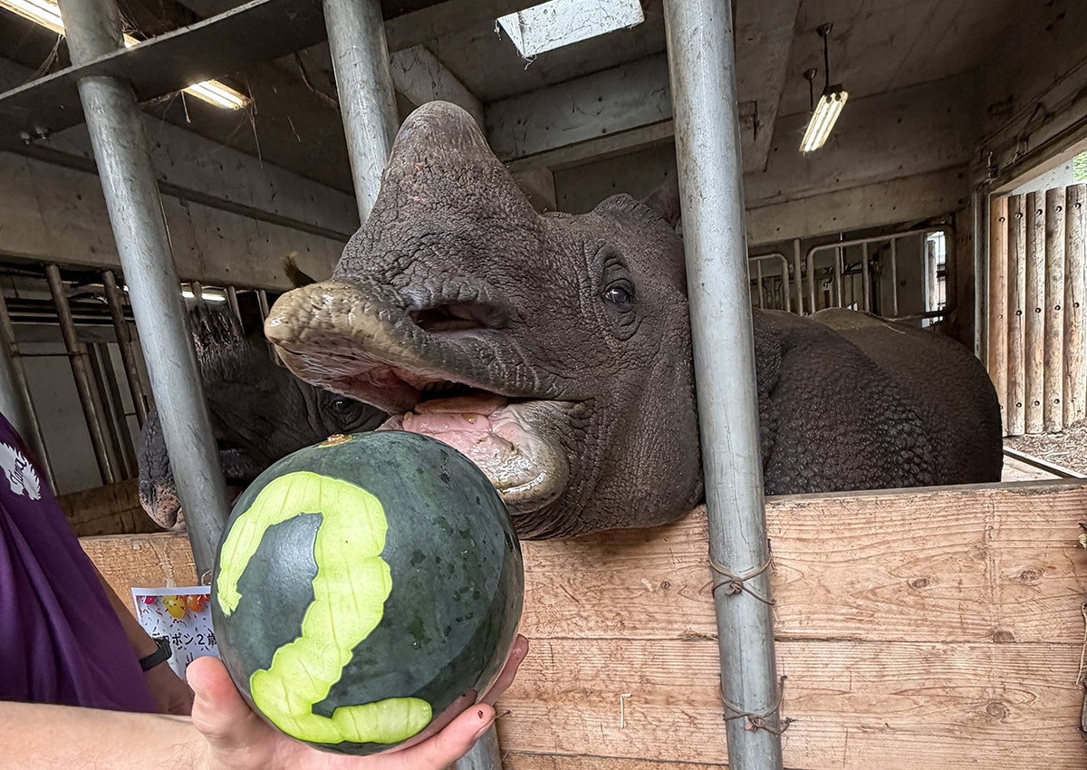 スイカを食べようとするデコポン