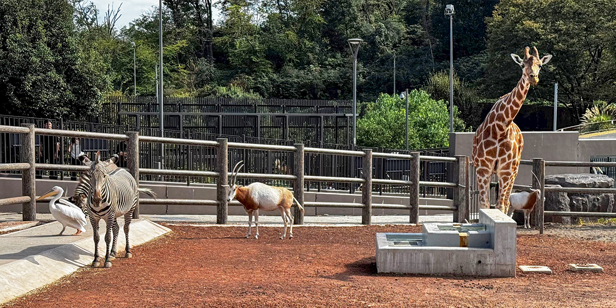 サバンナエリアの4種