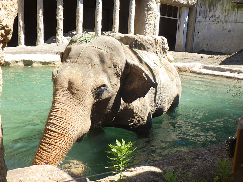 プールを使用するアヌーラ（夏）