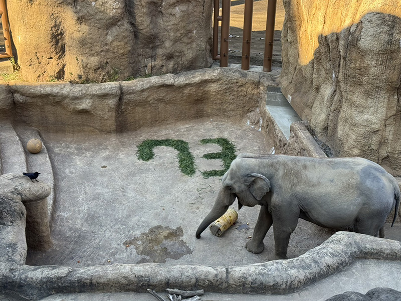 プールを使用するアヌーラ（冬）