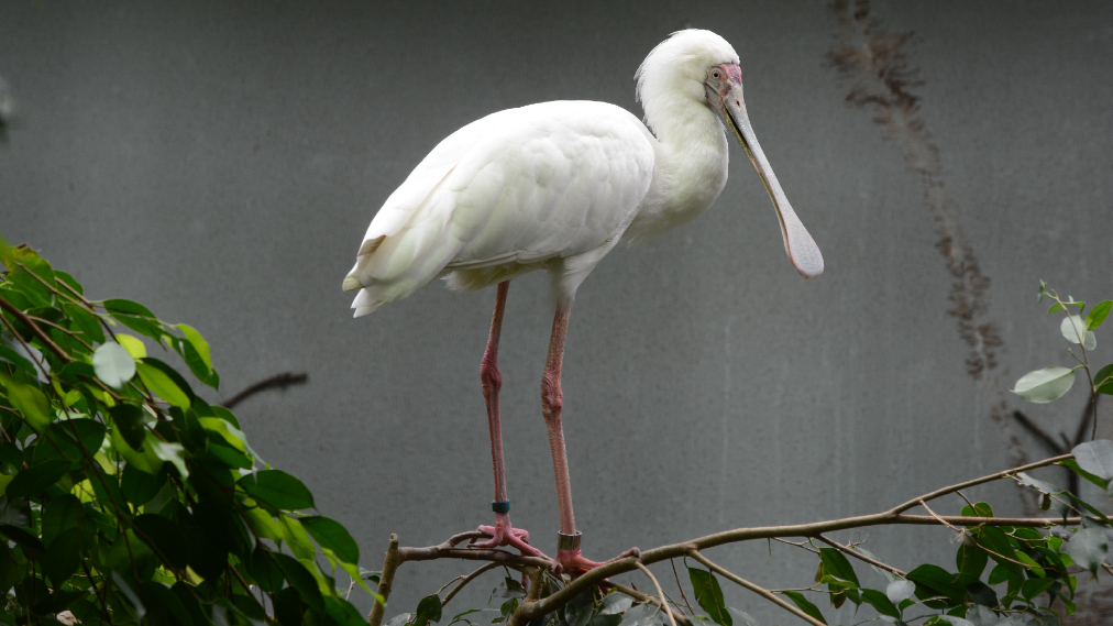 アフリカヘラサギ