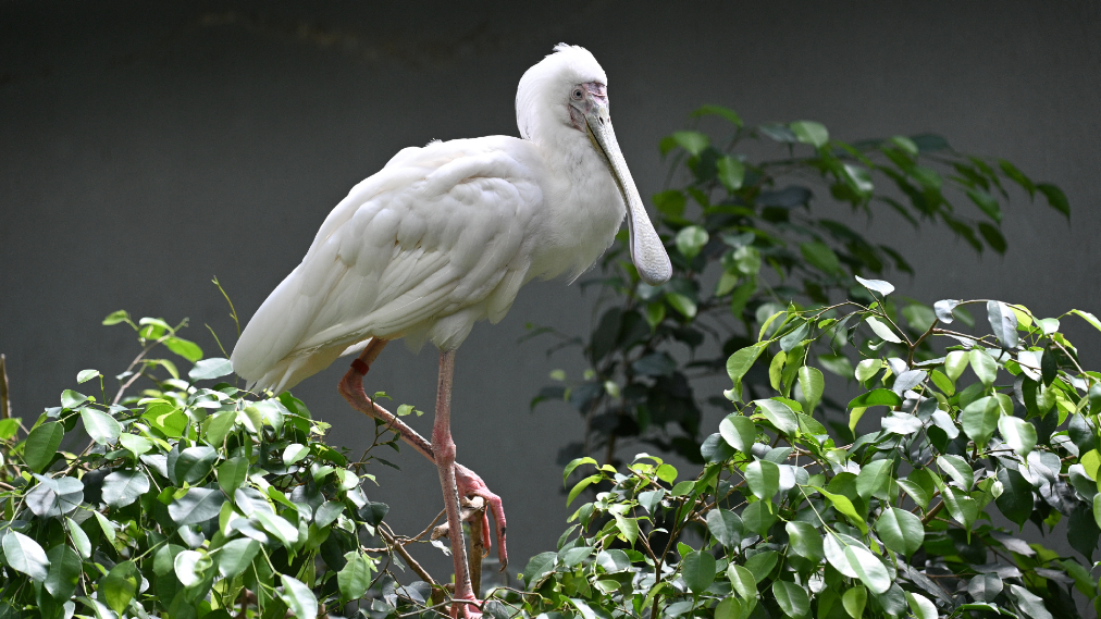 アフリカヘラサギ
