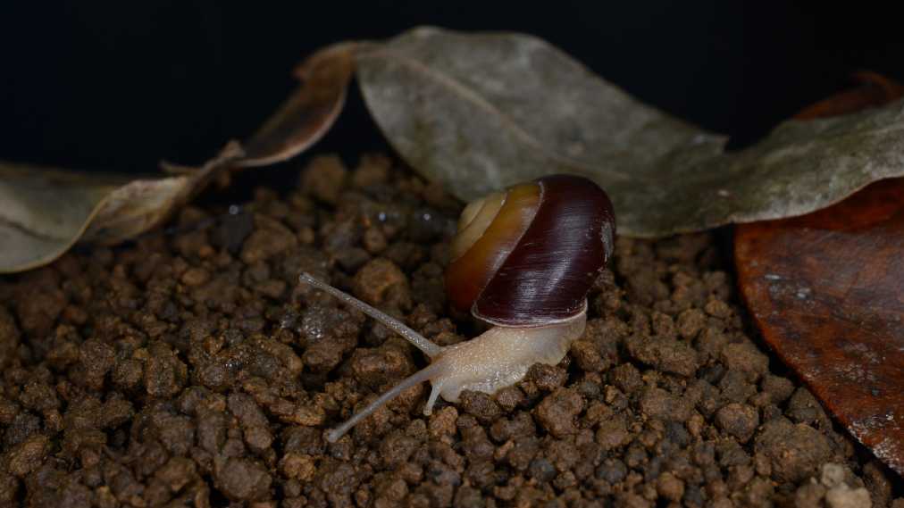 アナカタマイマイ