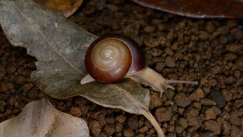 アナカタマイマイ