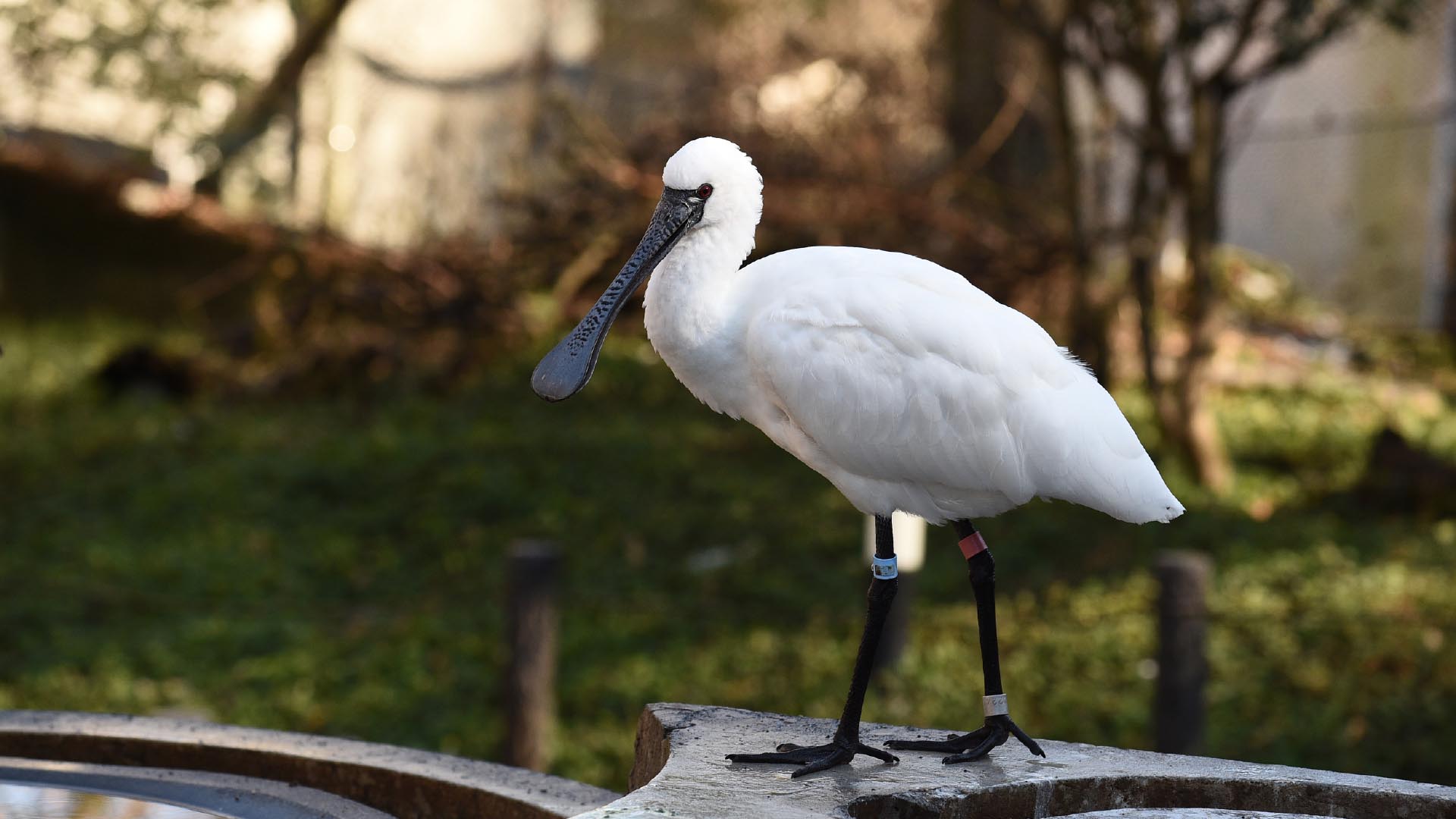 クロツラヘラサギ