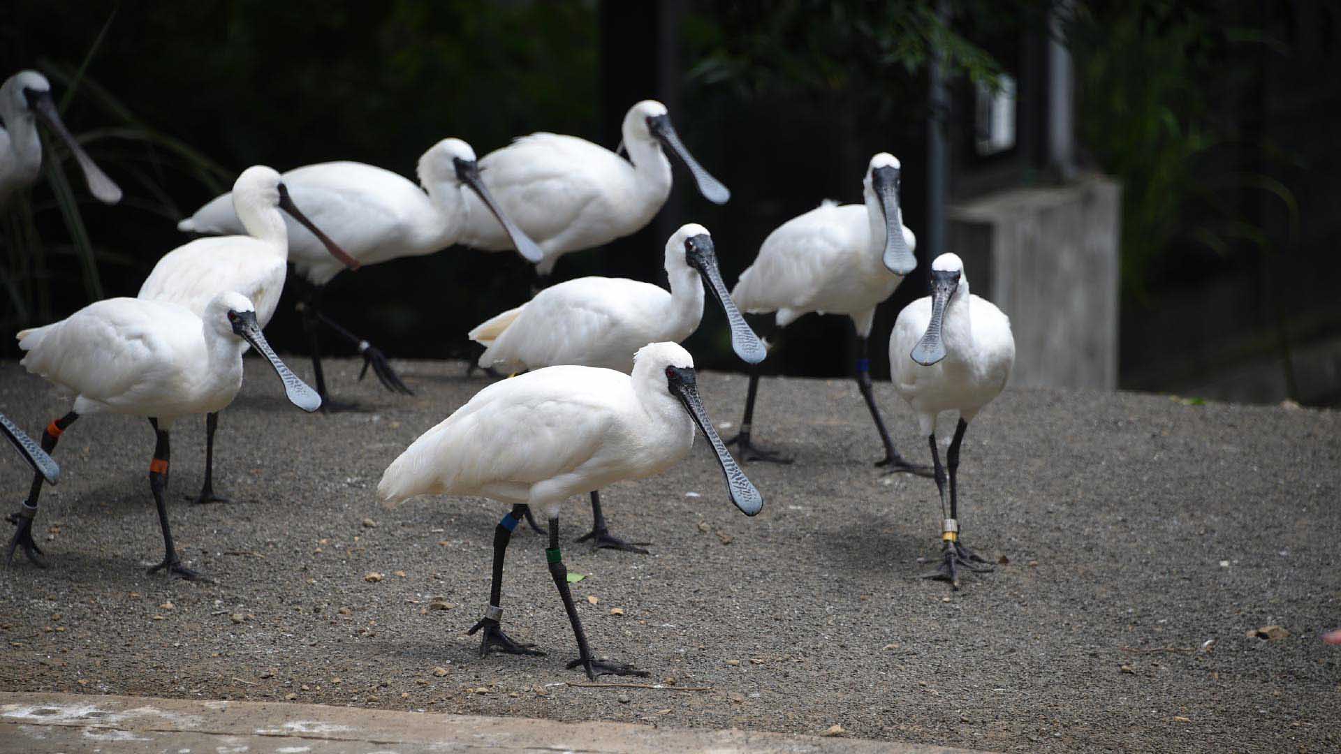 クロツラヘラサギ
