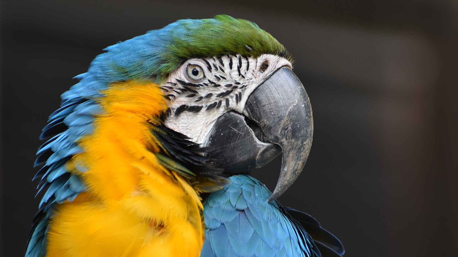 ルリコンゴウインコ