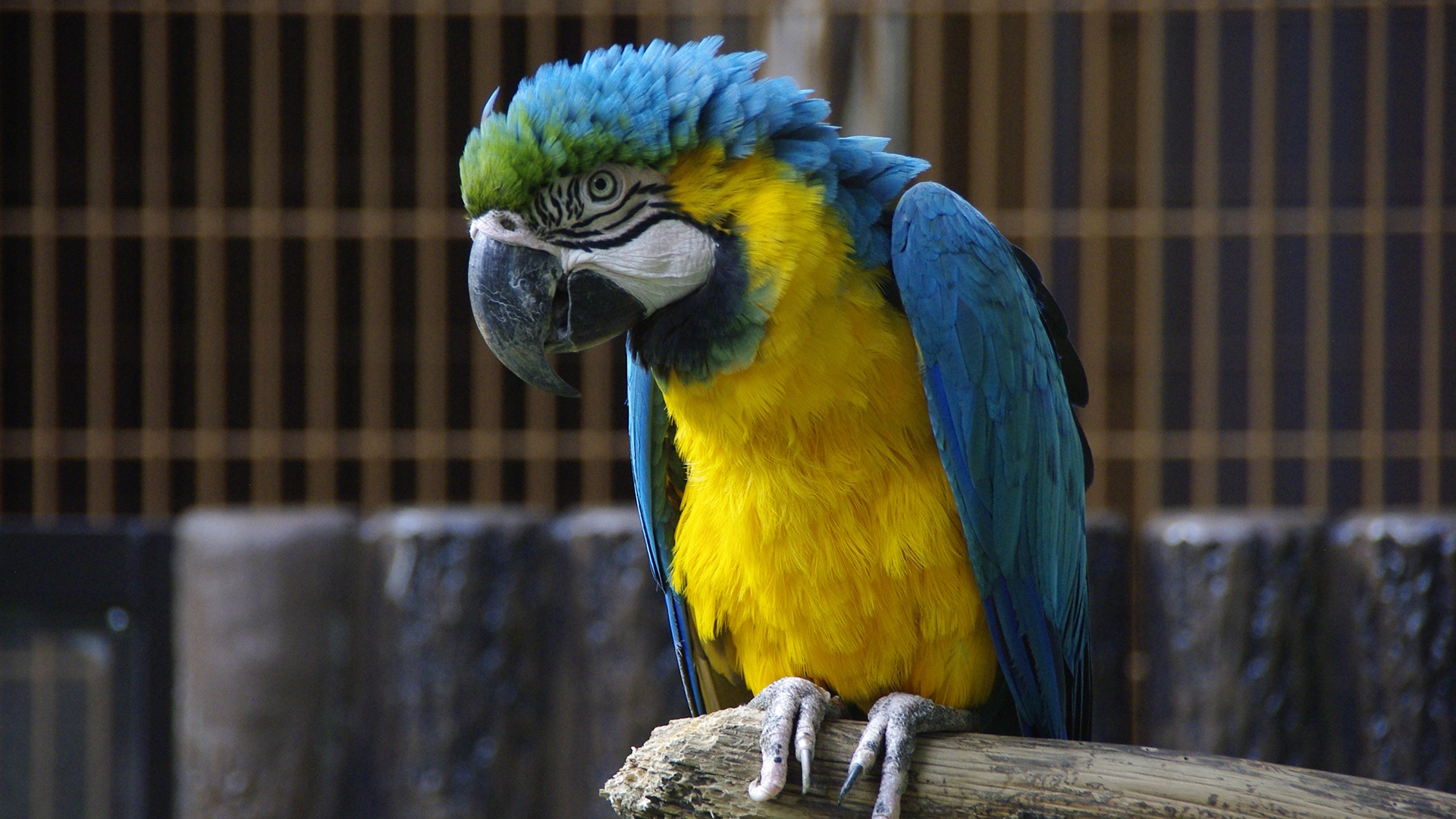 ルリコンゴウインコ