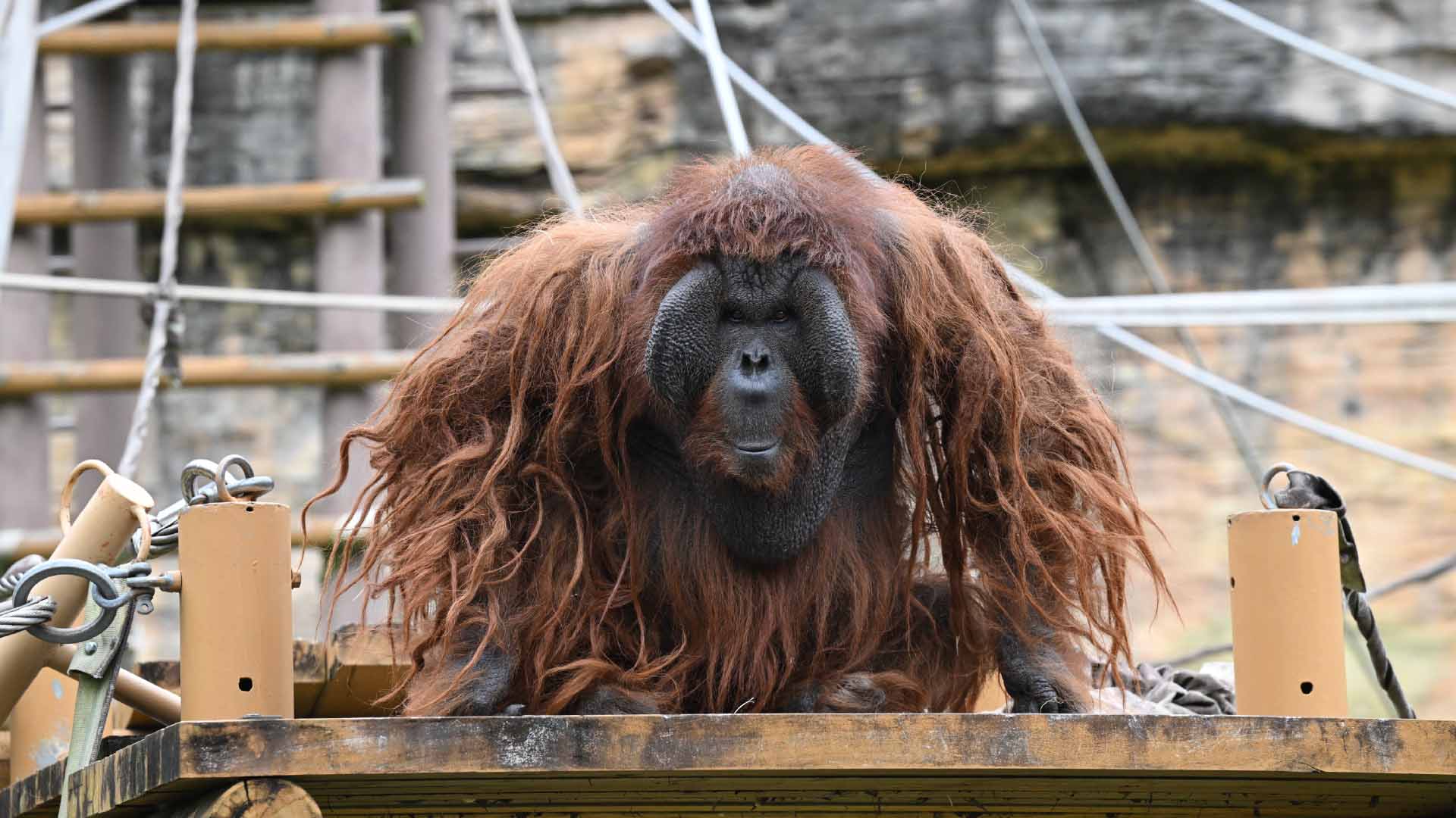 ボルネオオランウータン