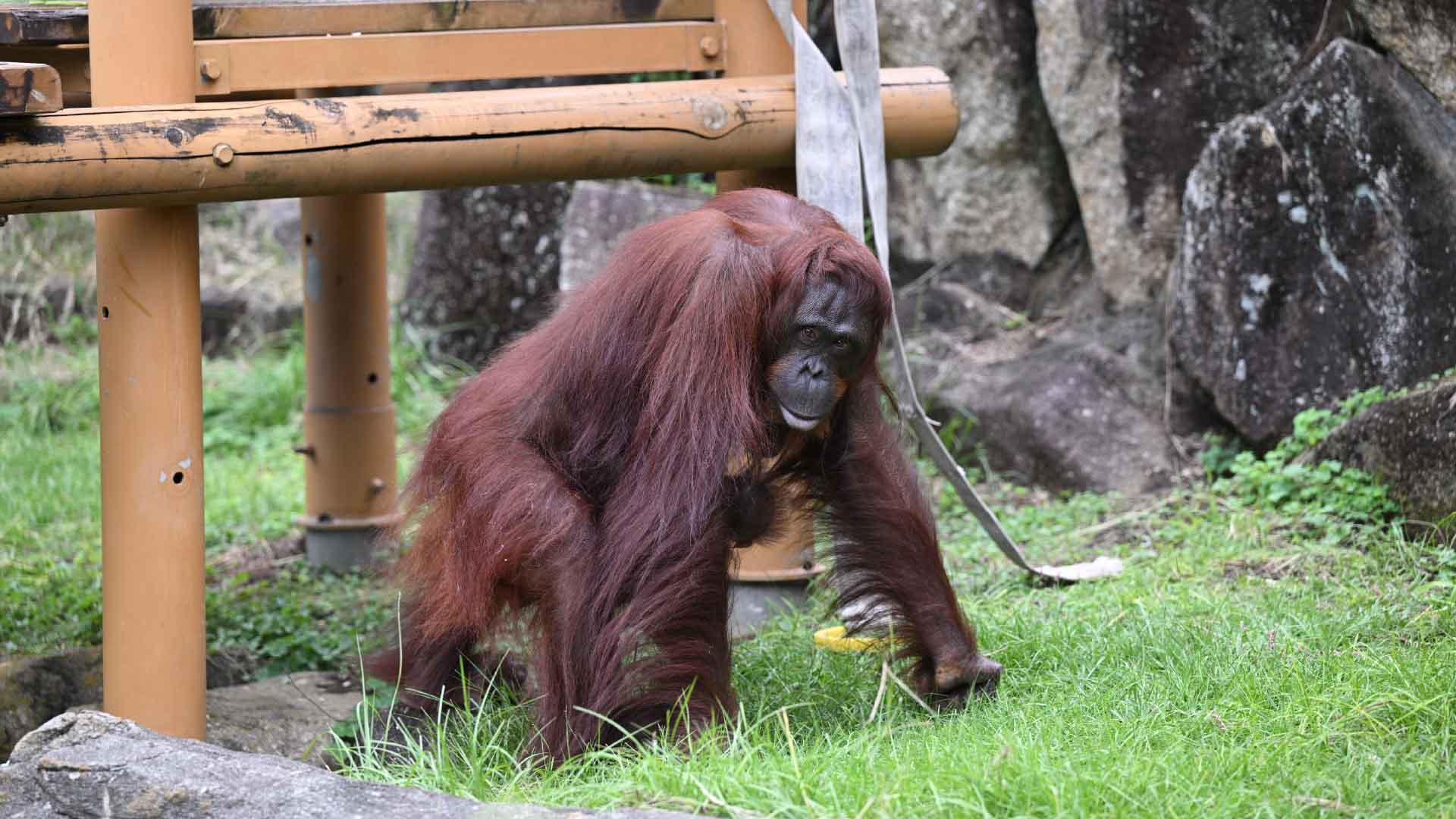 ボルネオオランウータン