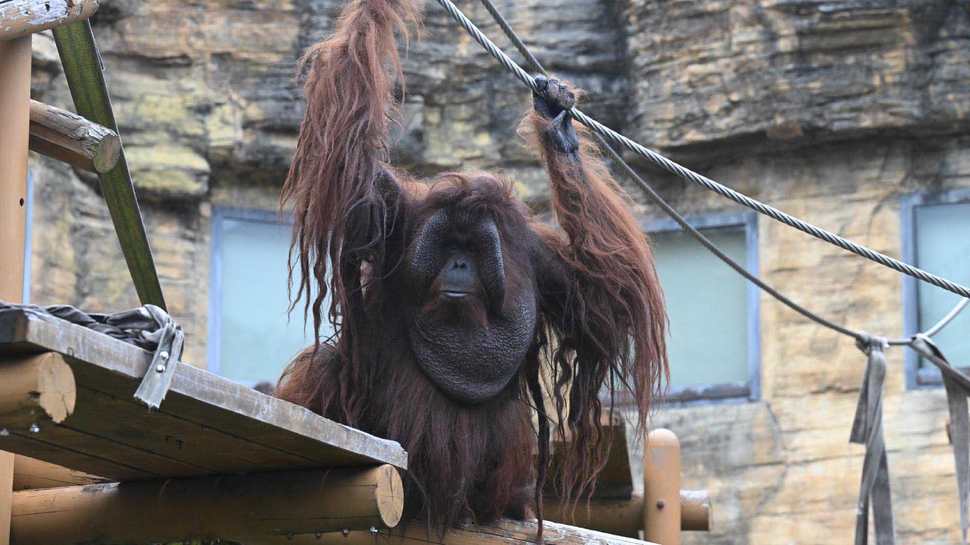 ボルネオオランウータン