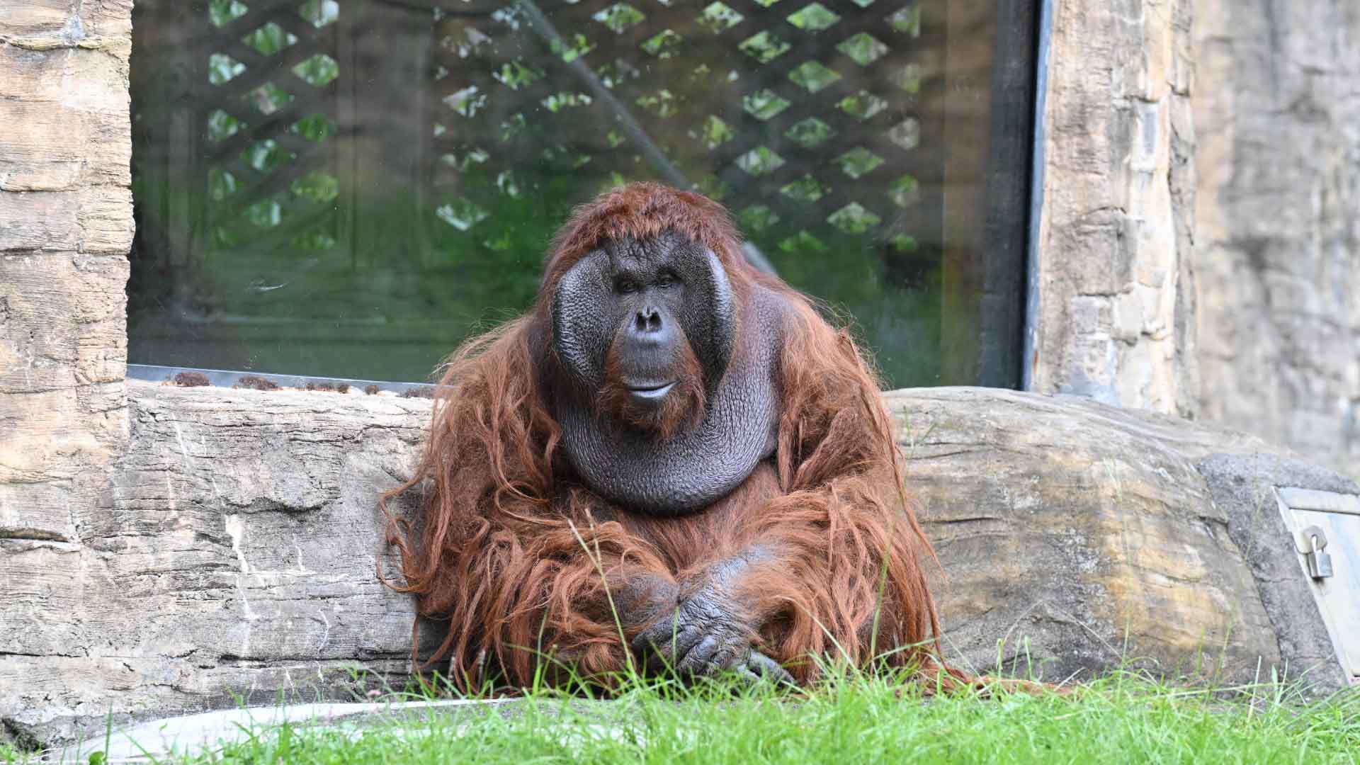 ボルネオオランウータン