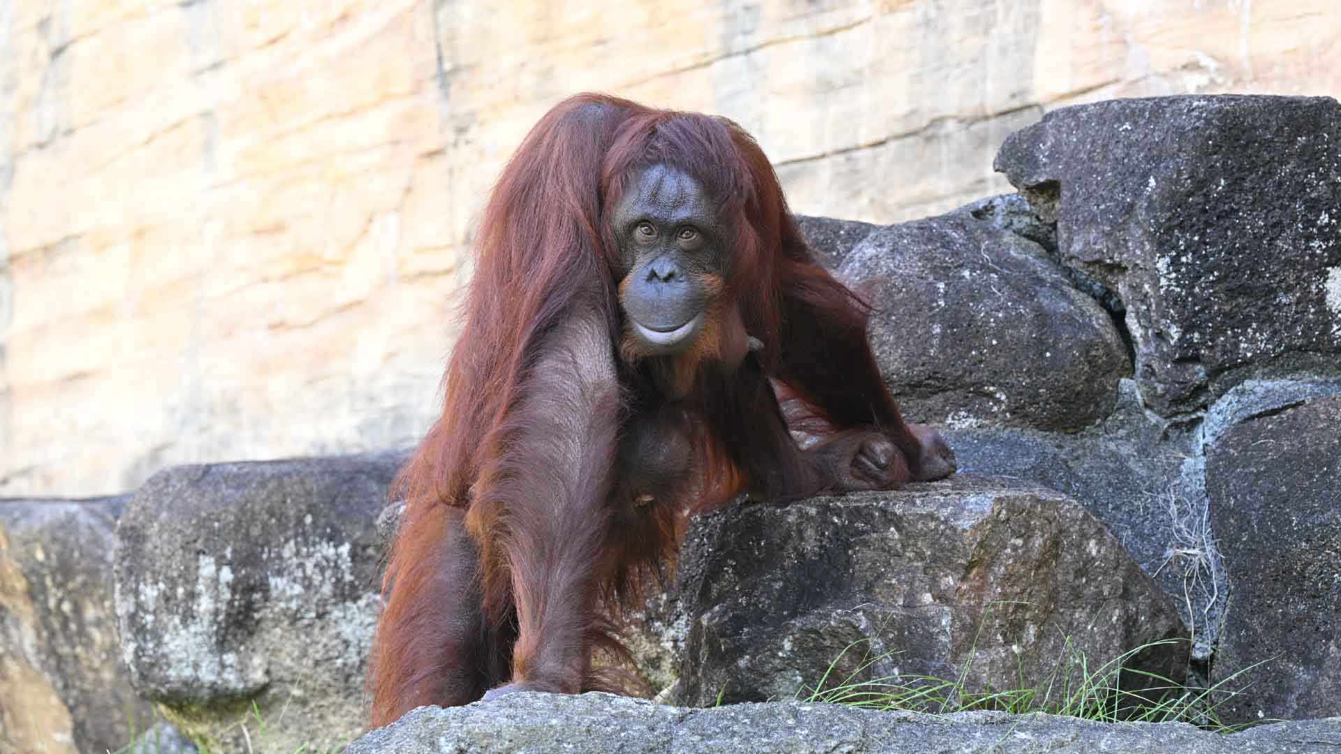 ボルネオオランウータン