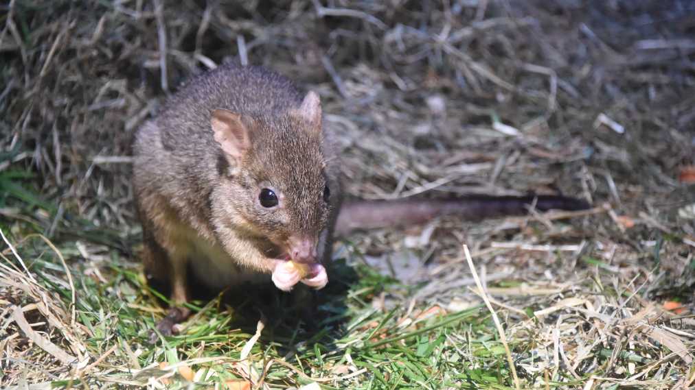 フサオネズミカンガルー