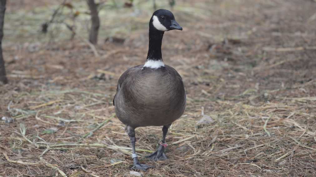 シジュウカラガン