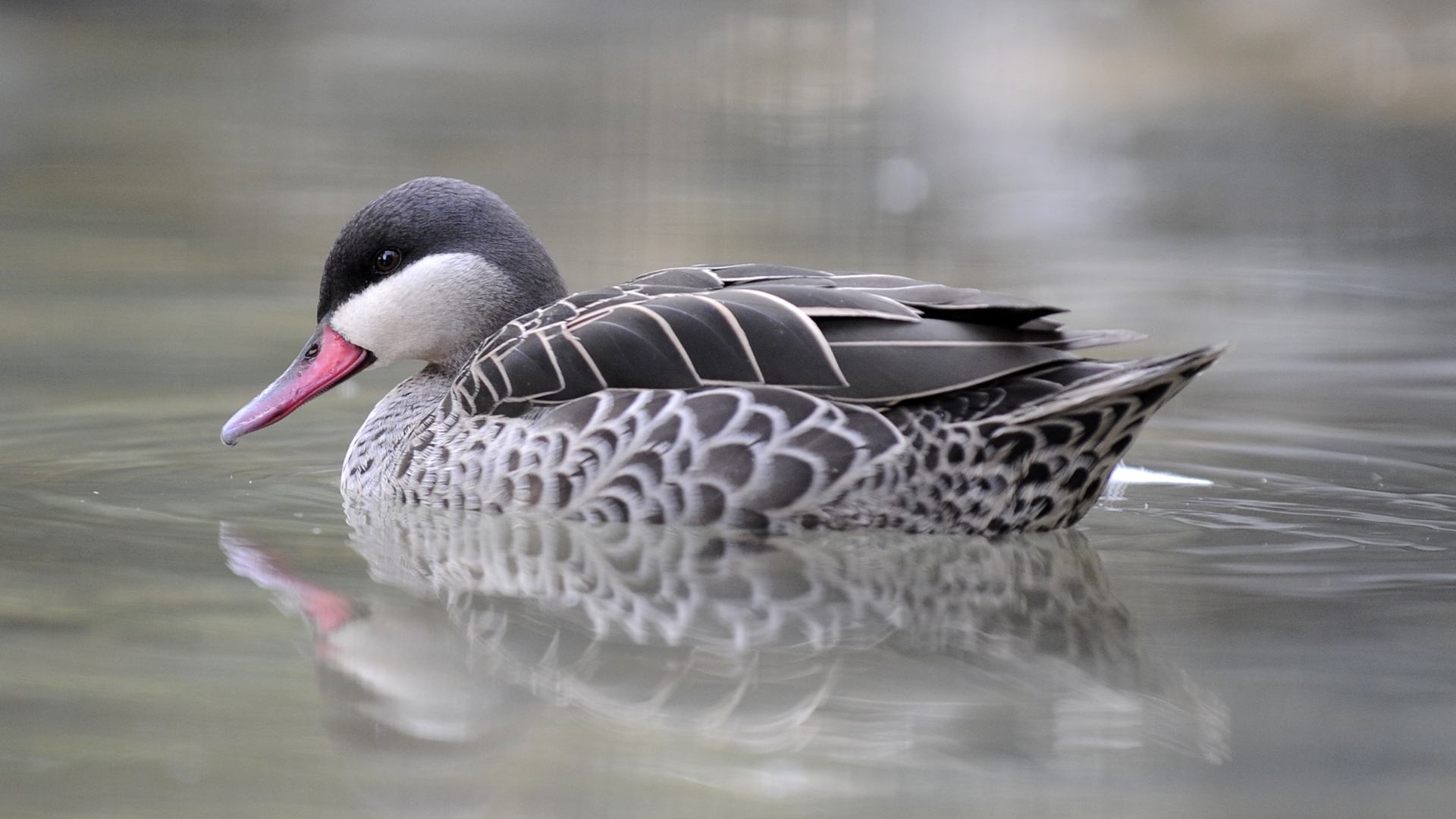 アカハシコガモ