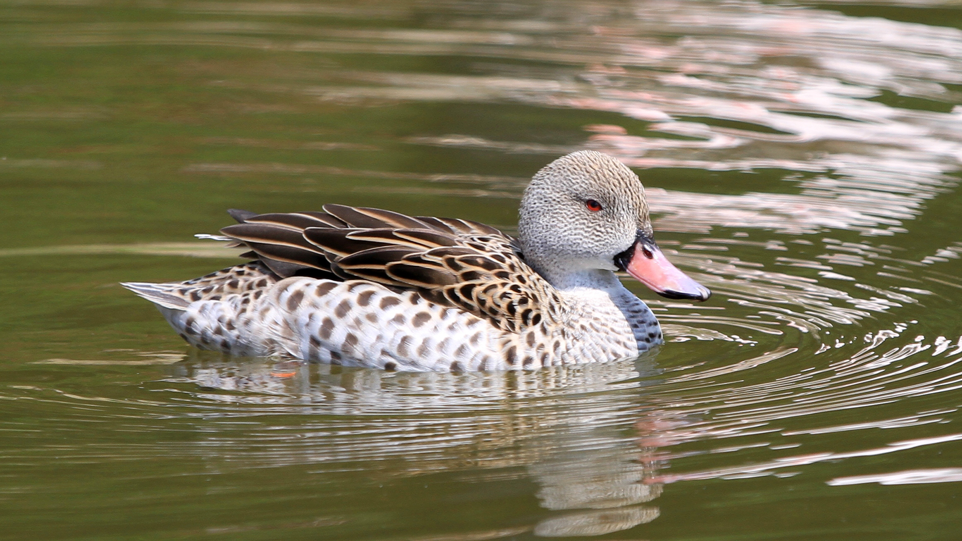 アカハシコガモ