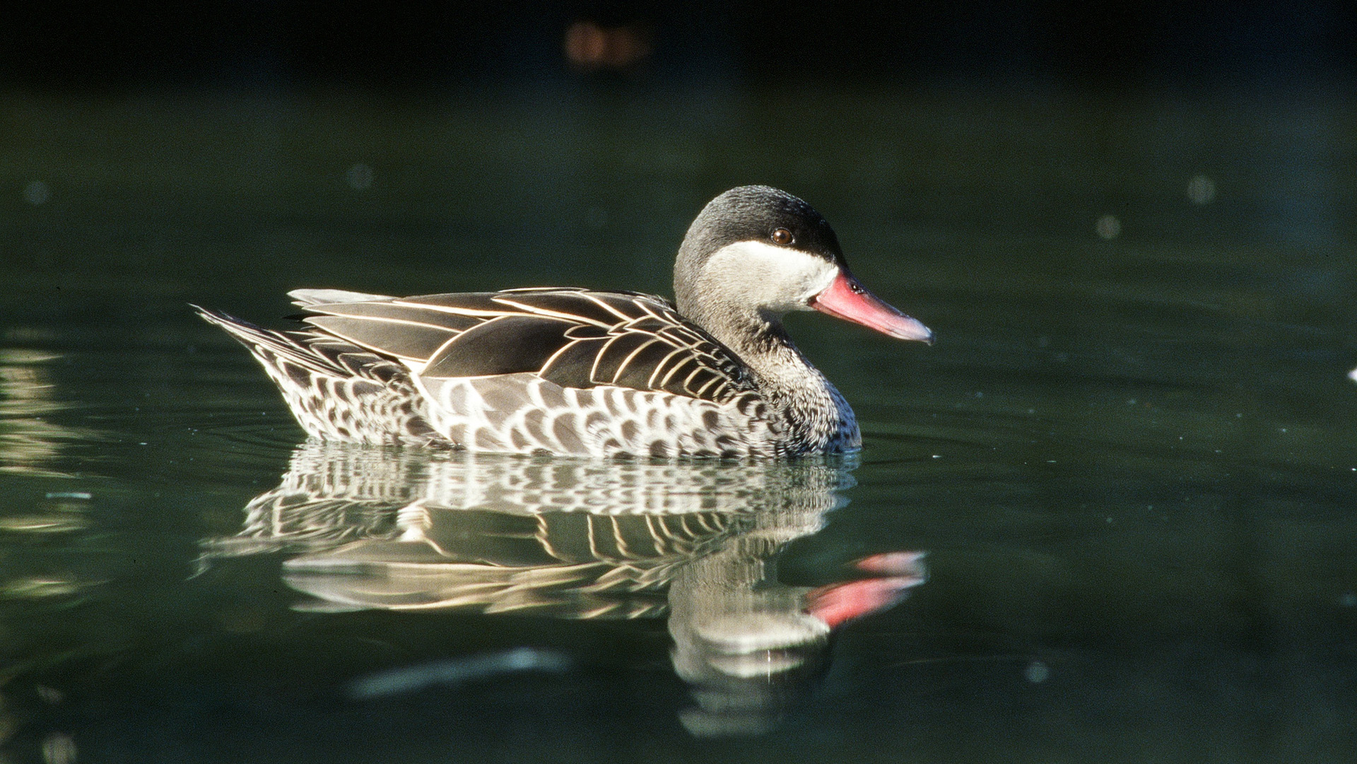 アカハシコガモ