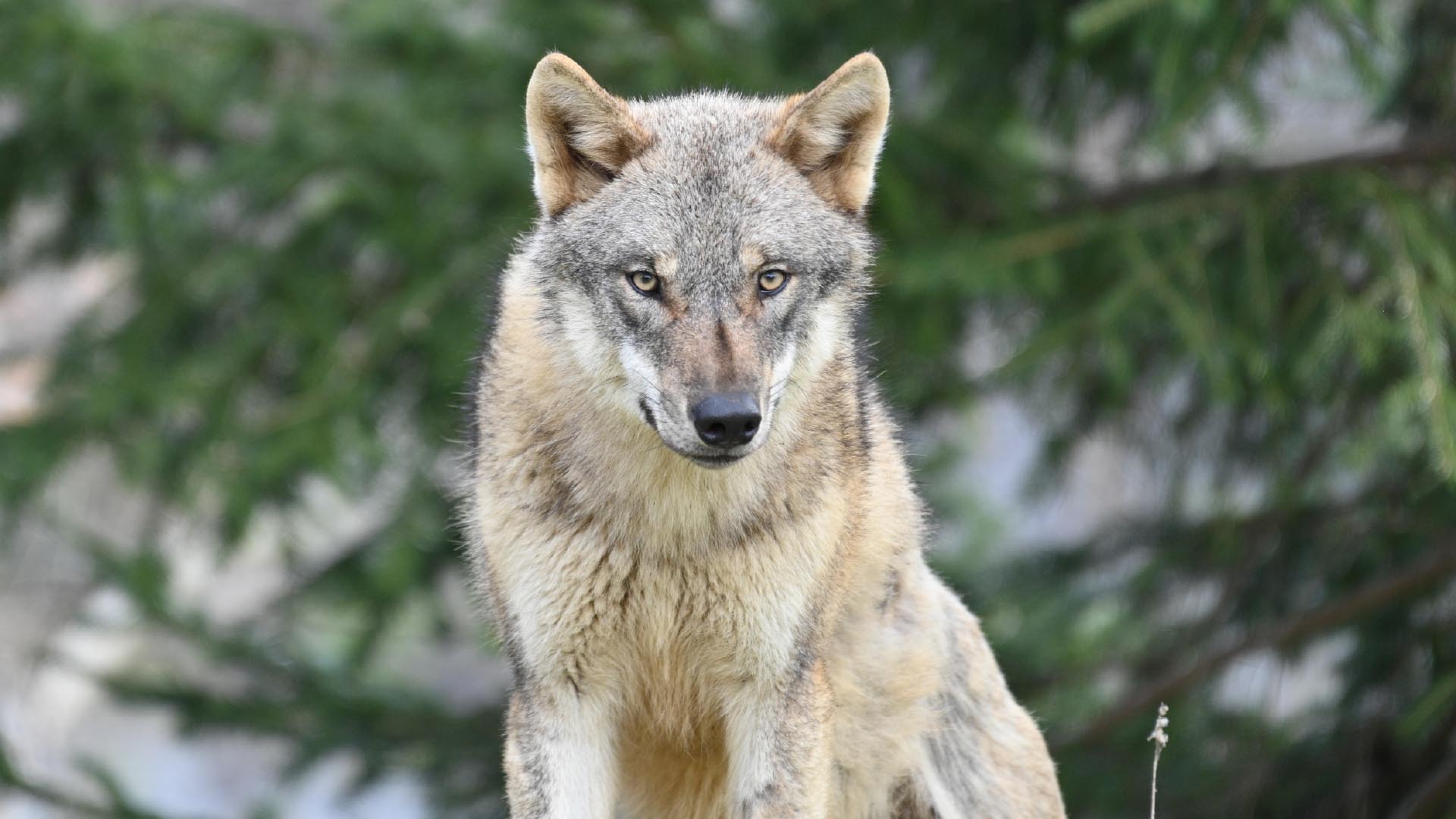 タイリクオオカミ