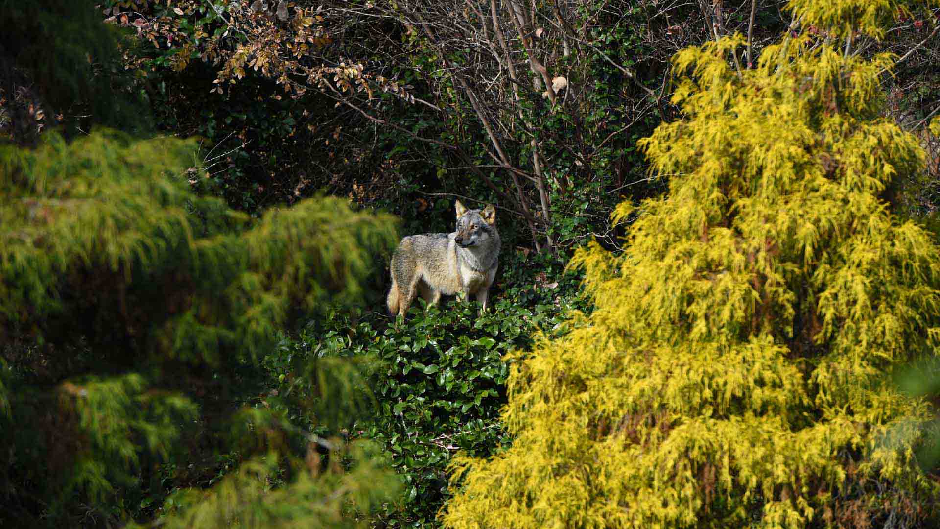 タイリクオオカミ