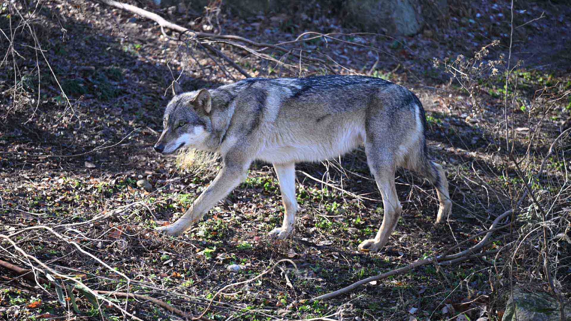 タイリクオオカミ
