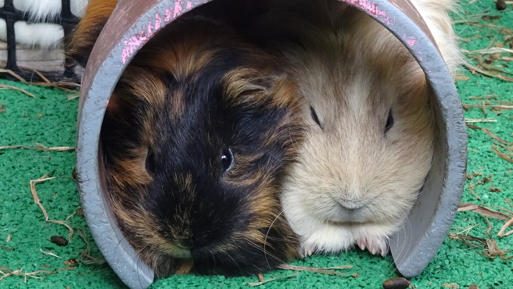 テンジクネズミ