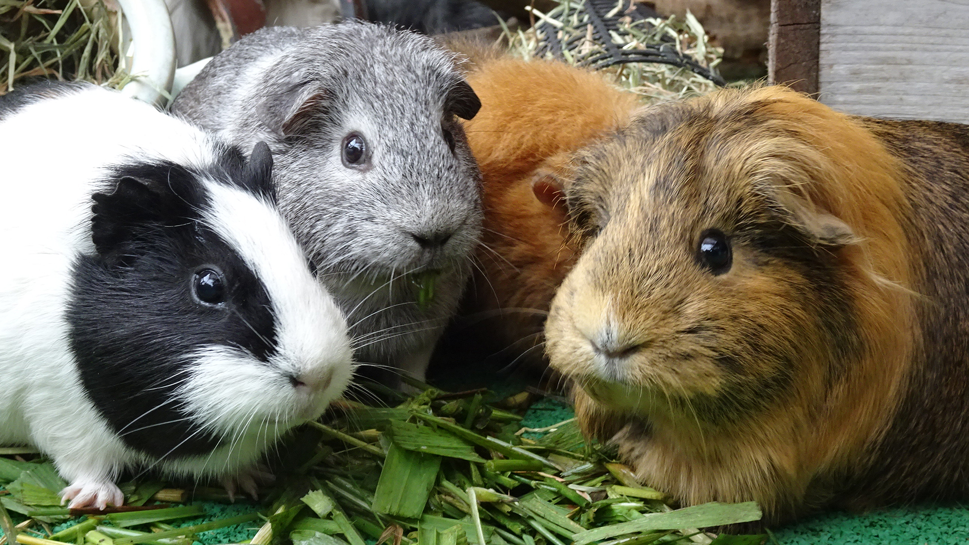 テンジクネズミ