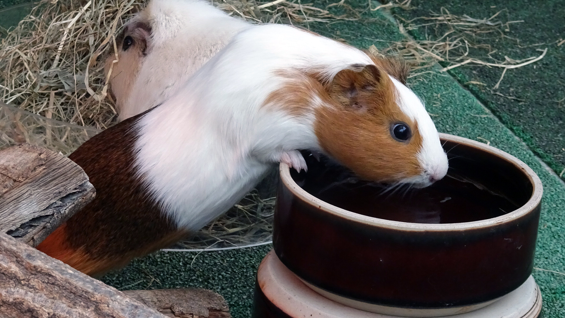 テンジクネズミ