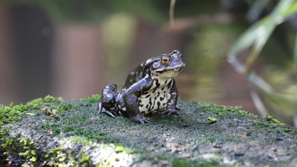 アズマヒキガエル
