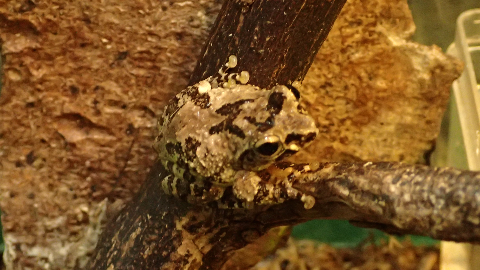 アイフィンガーガエル