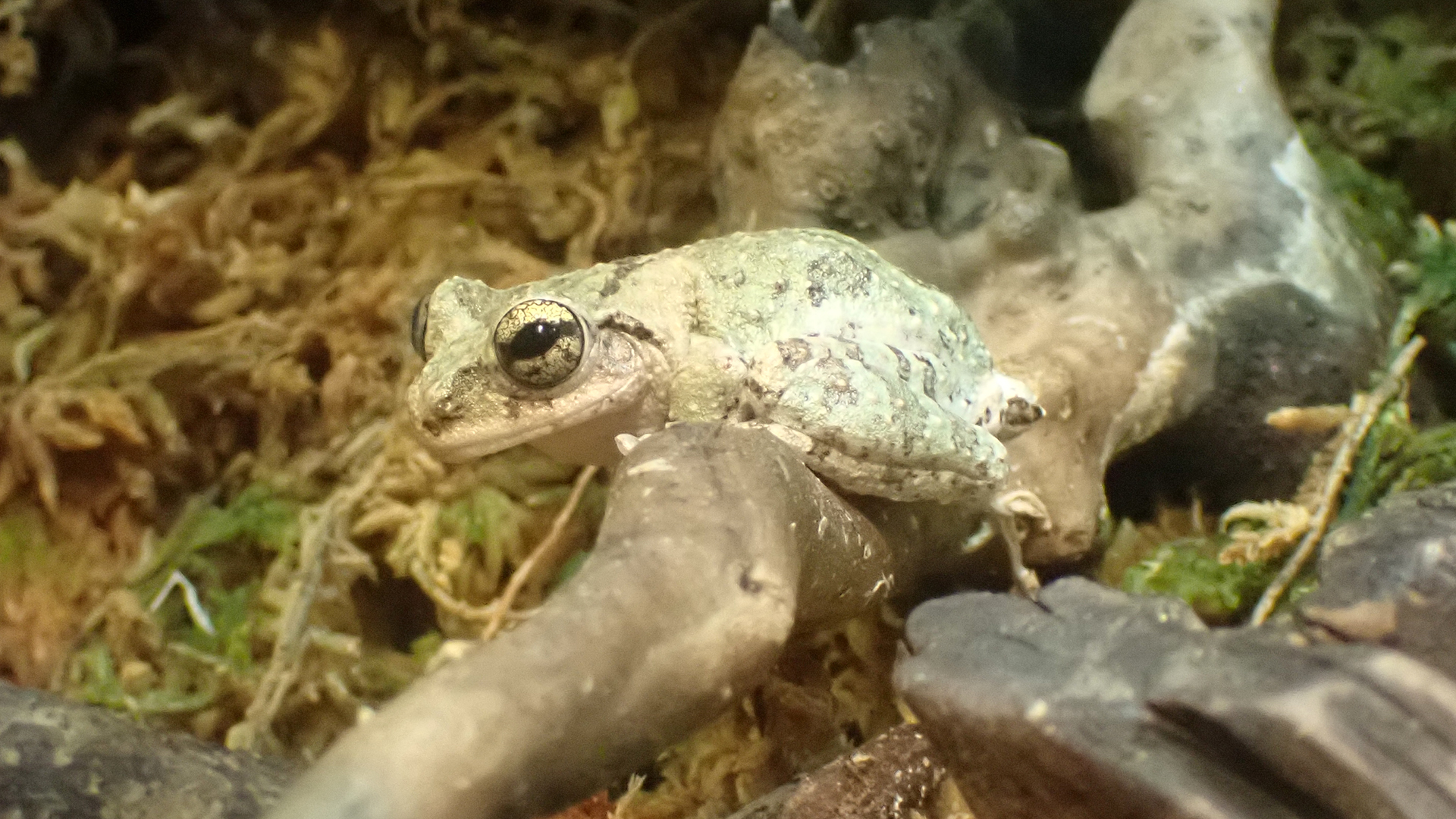 アイフィンガーガエル