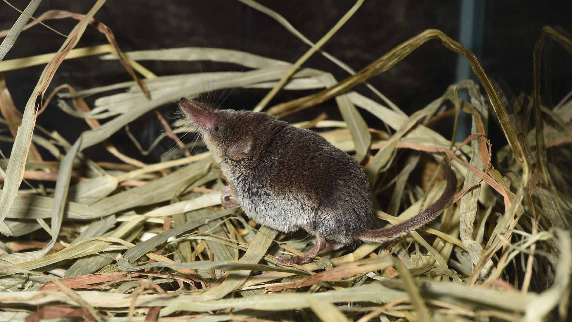 チビトガリネズミ