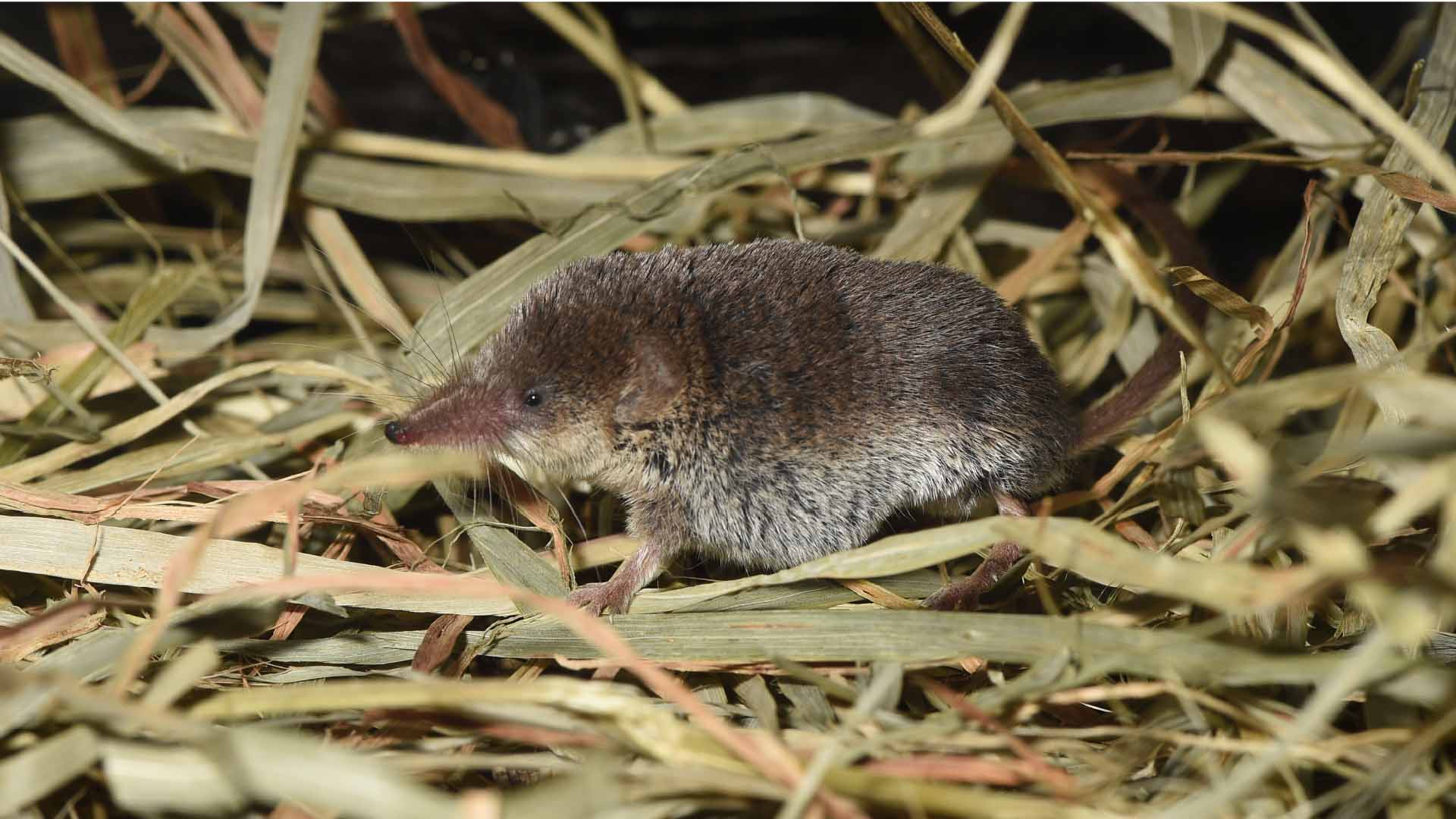わが子を抱えるオラウータン