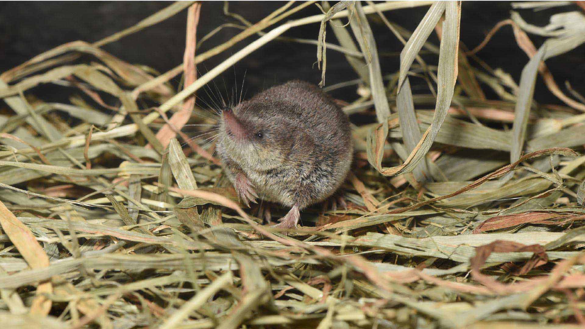チビトガリネズミ