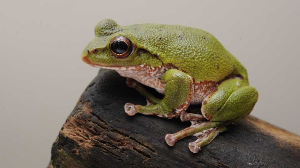 モリアオガエル