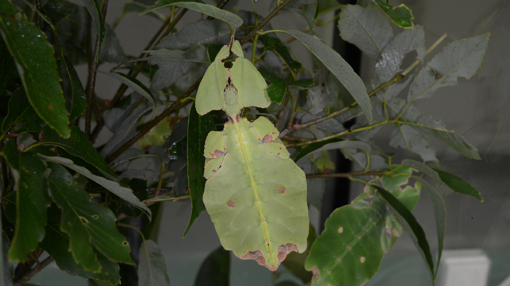 オオコノハムシ