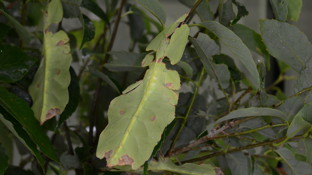 オオコノハムシ