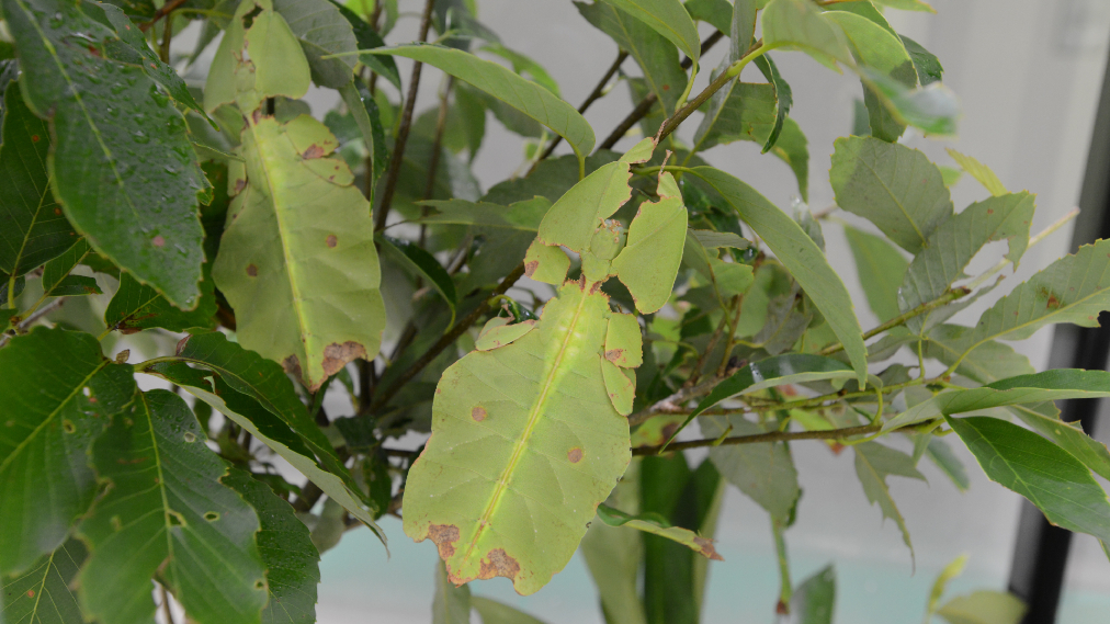 オオコノハムシ