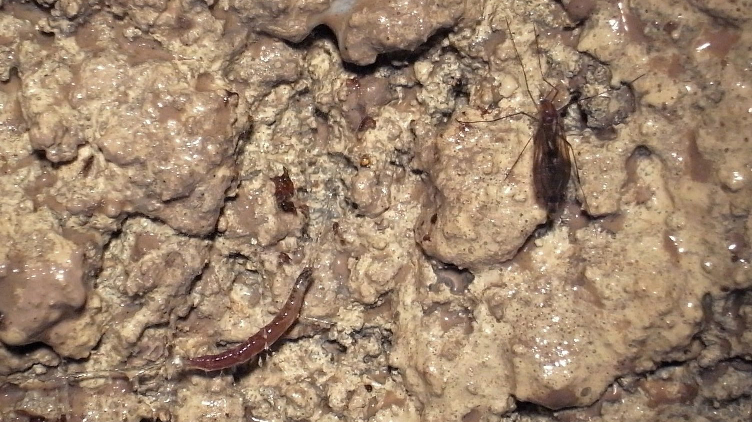 リチャーズヒカリキノコバエ