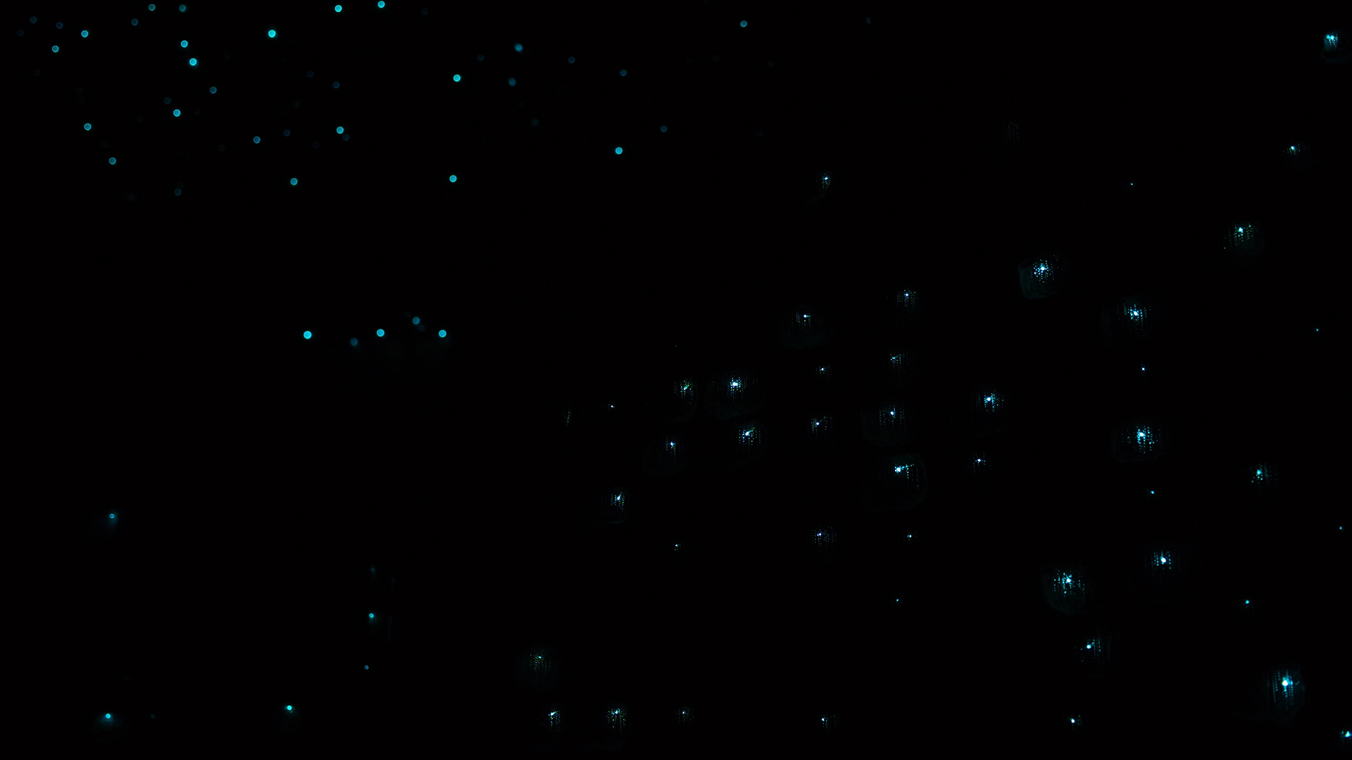 リチャーズヒカリキノコバエ