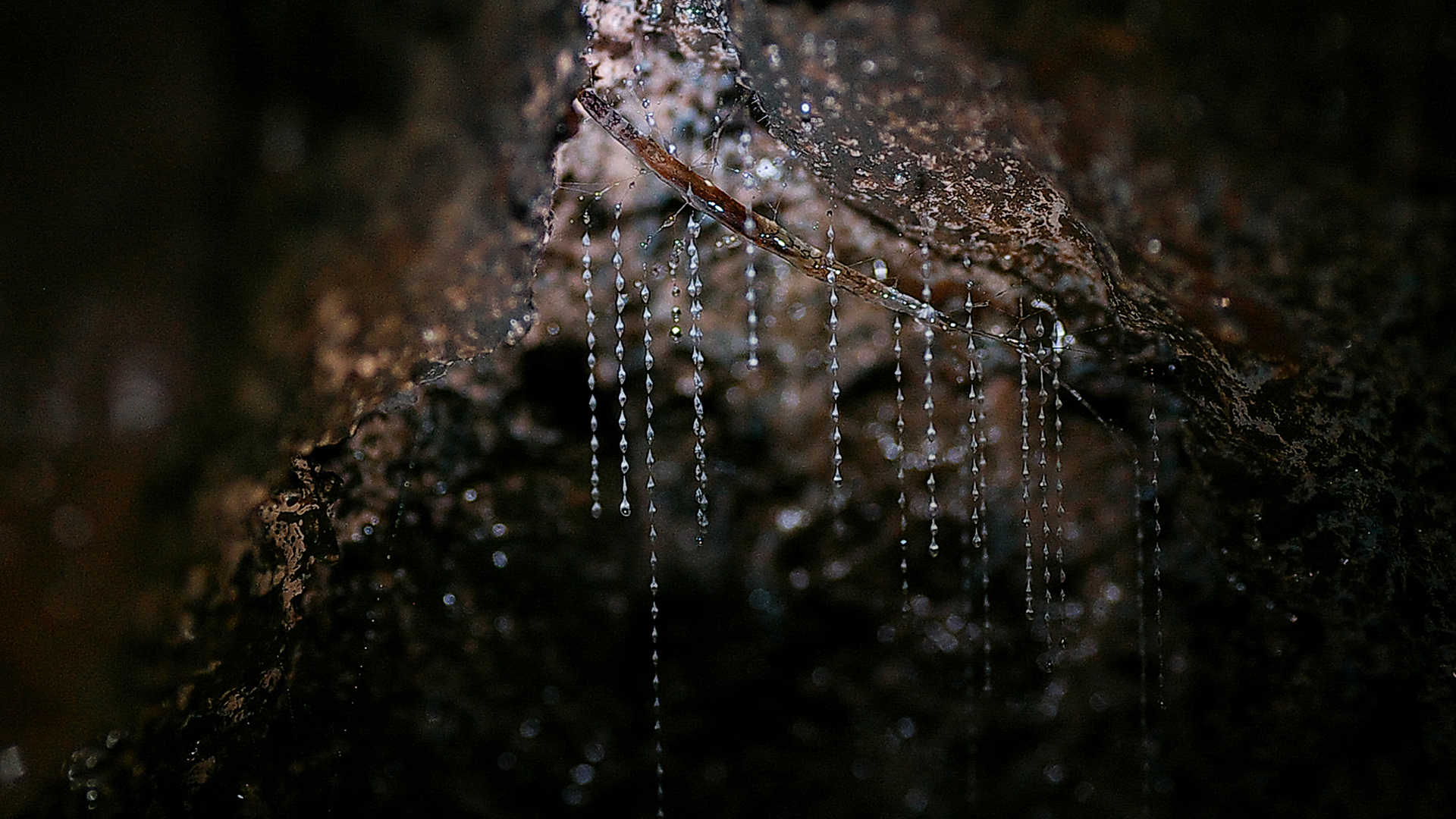 リチャーズヒカリキノコバエ