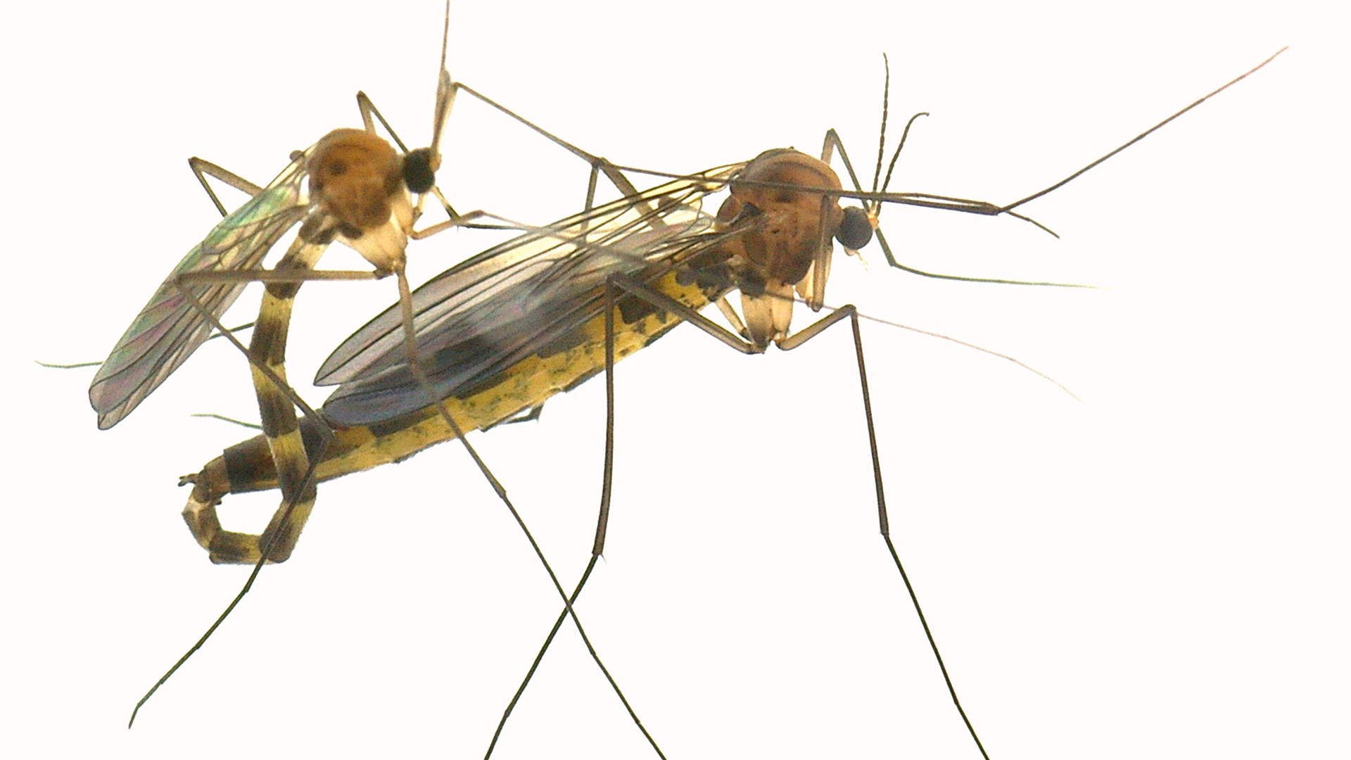 リチャーズヒカリキノコバエ