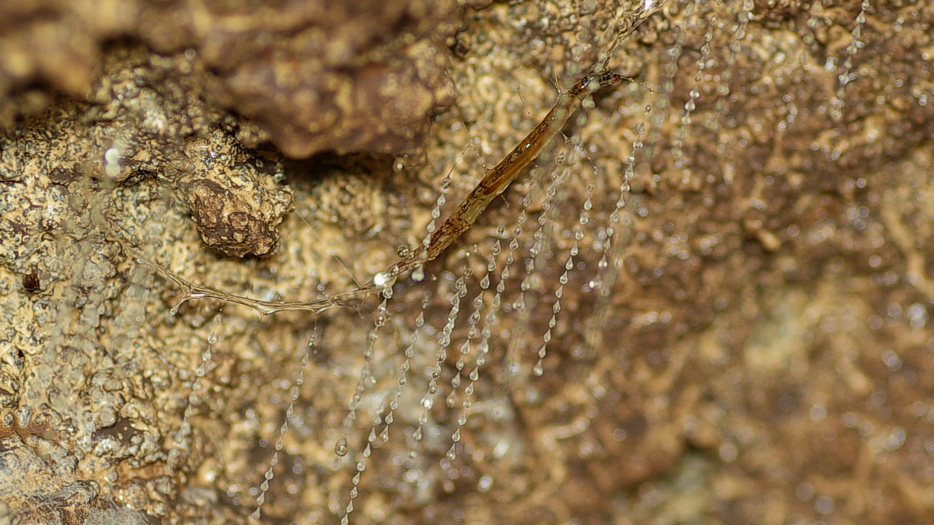 リチャーズヒカリキノコバエ